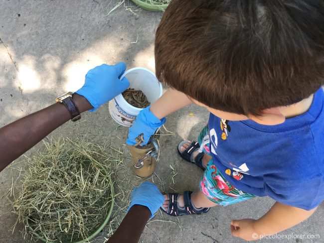 Animal Interaction Activity, Animal Kingdom Lodge, Orlando