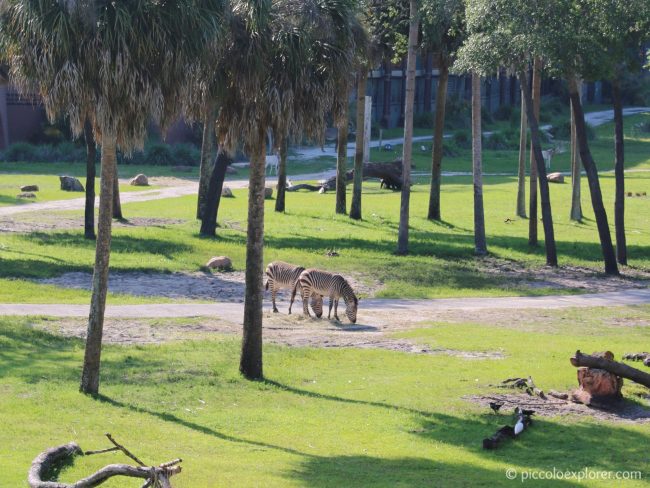 Savanna View Room at Disney's Animal Kingdom Lodge, Orlando