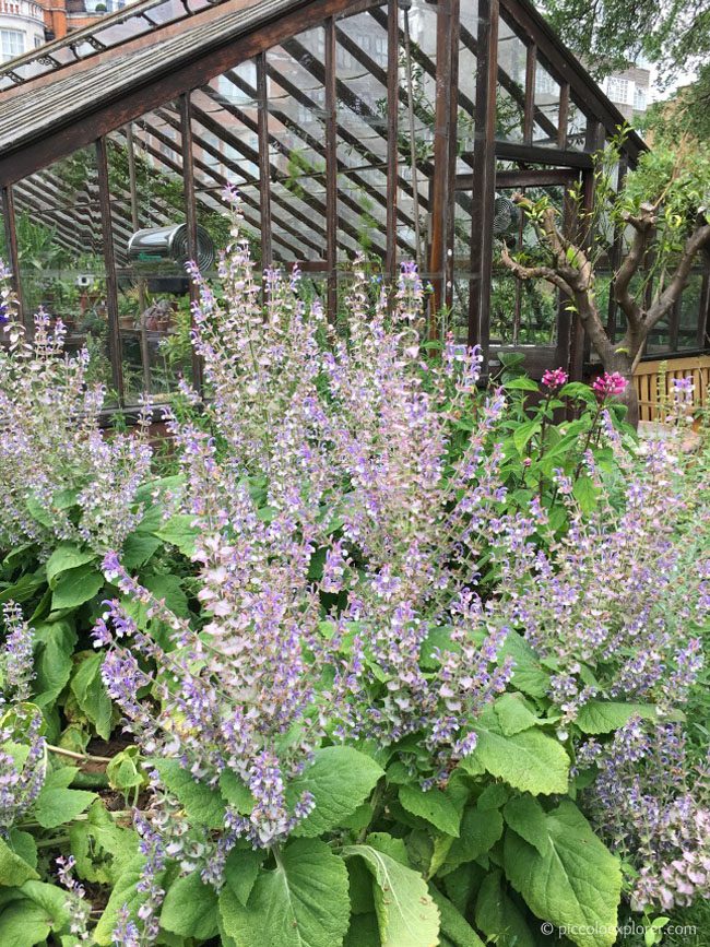 Chelsea Physic Garden, London