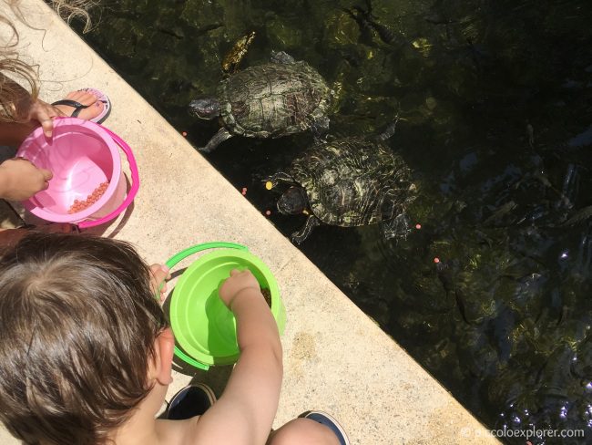 Feeding Turtles, Padma Resort Legian, Bali