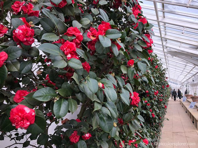 Camellia Flower Show at Chiswick House