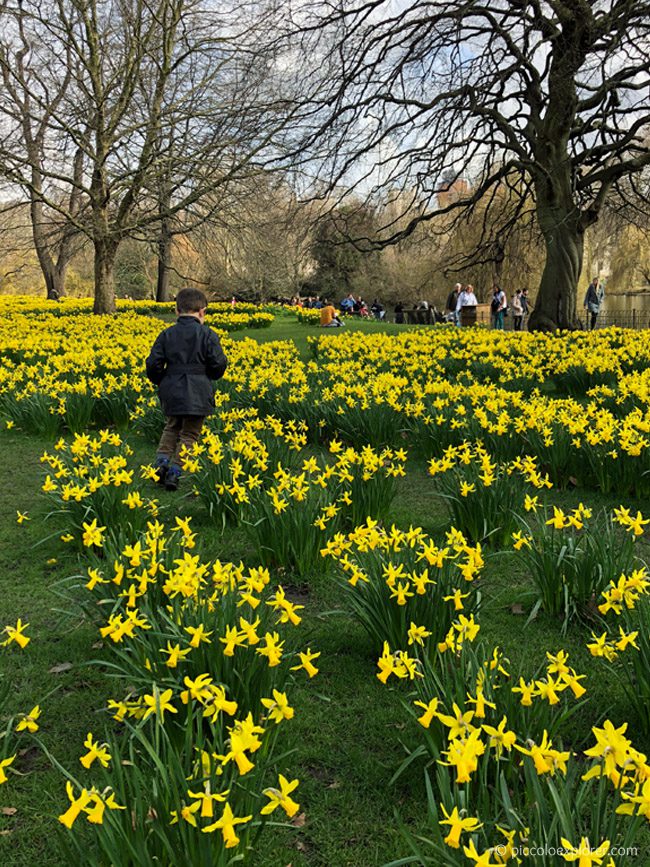 Daffodils St James's Park, London