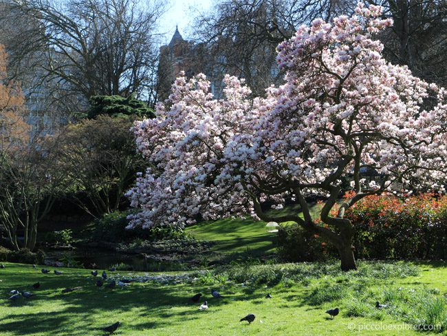 Magnolia in Hyde Park, London