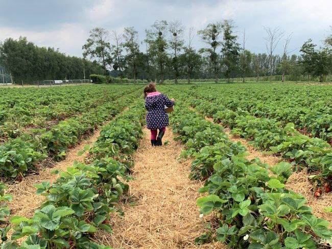 Garsons Farm Strawberry Crop