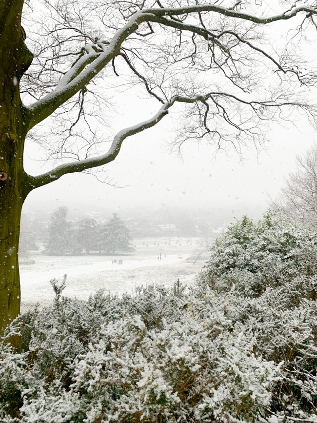 Snowy view, Richmond Park