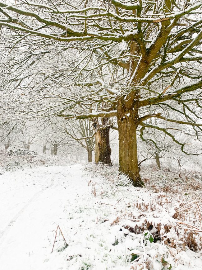 Snow in Richmond Park London