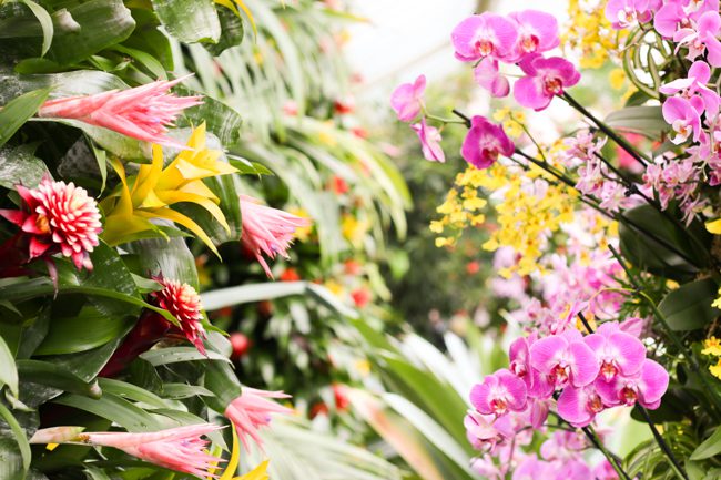 Kew Gardens Orchids Festival 2018