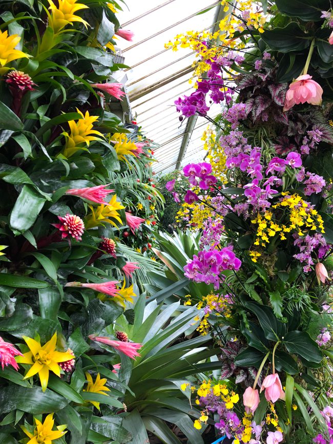 Kew Gardens Orchid Festival 2018