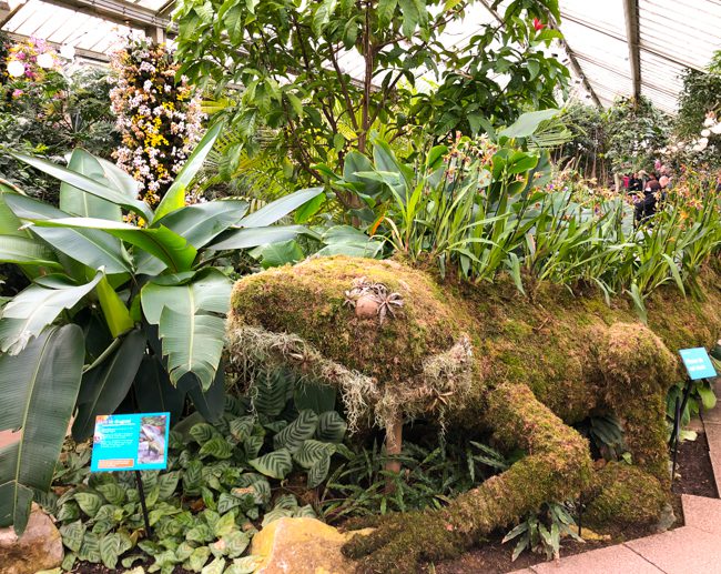 Kew Gardens Orchid Festival 2018 Water Dragon
