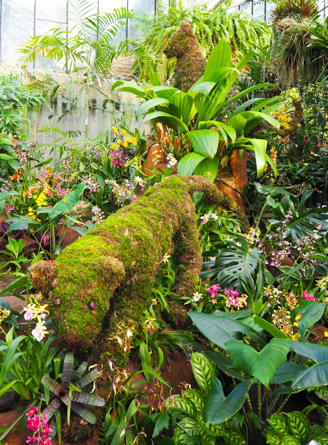 Kew Gardens Orchid Festival 2019