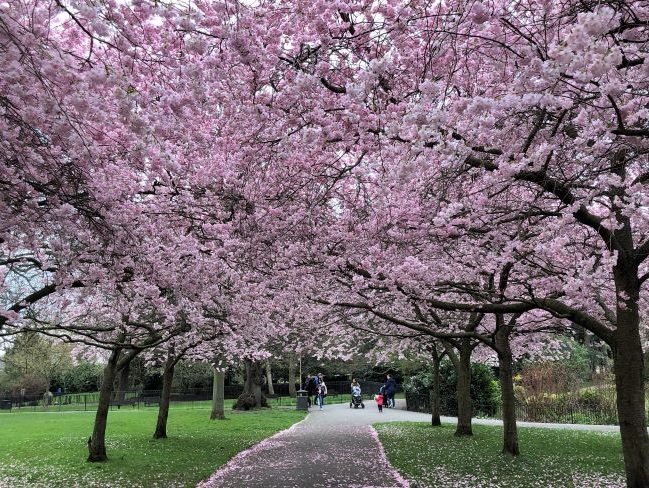Cherry Blossom Ravenscourt Park