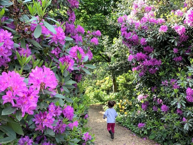 Chiswick House Rhododendrons