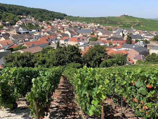 Champagne vineyards overlooking Verzenay