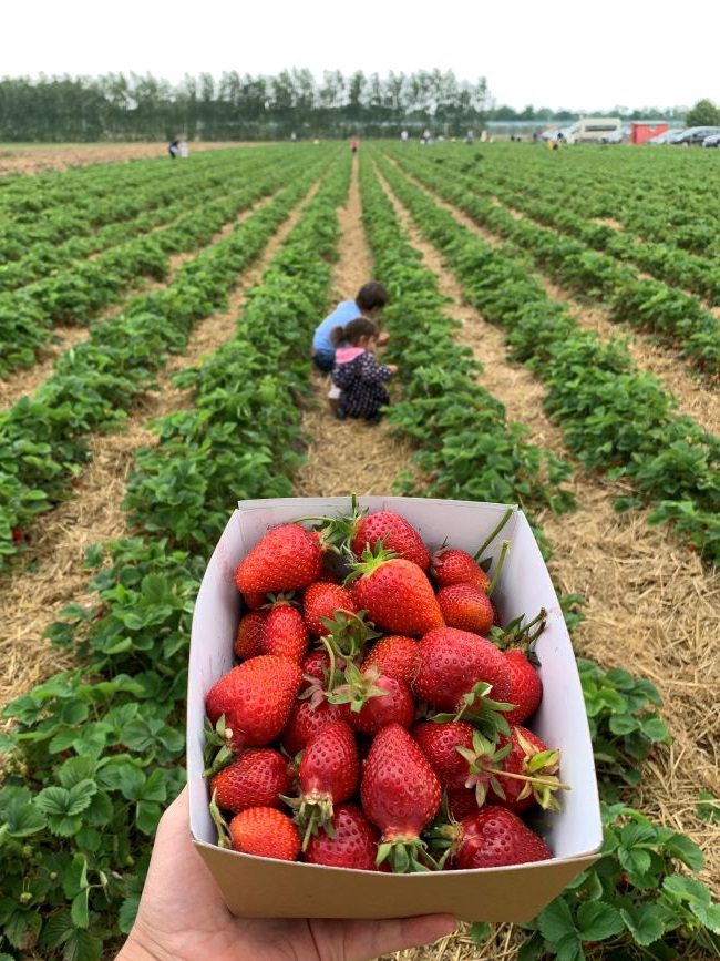 Strawberry picking in Surrey
