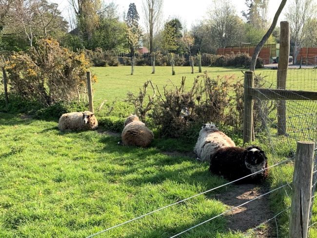 Sheep at Farm Park Surrey