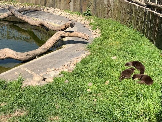 Otters at Hobbledown