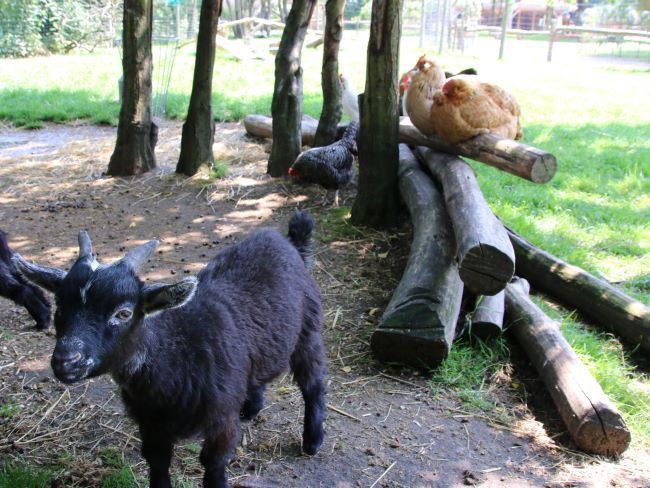 Goats at Farm Park Surrey