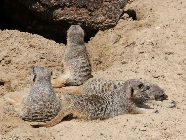 Meerkats at Hobbledown