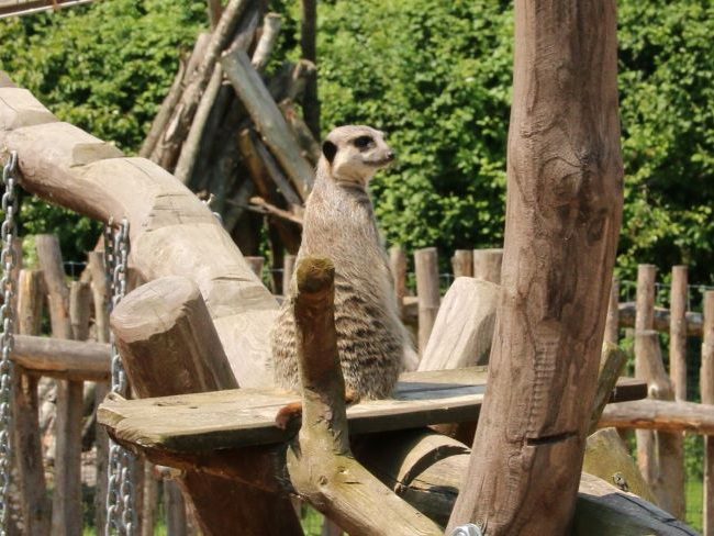 Meerkats Farm Park Surrey