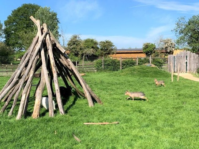 Wallabies and mara at Hobbledown