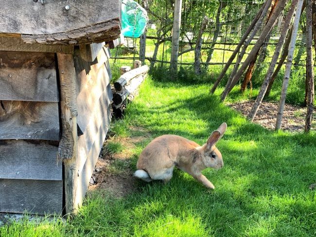 Rabbit Walkthrough at Hobbledown