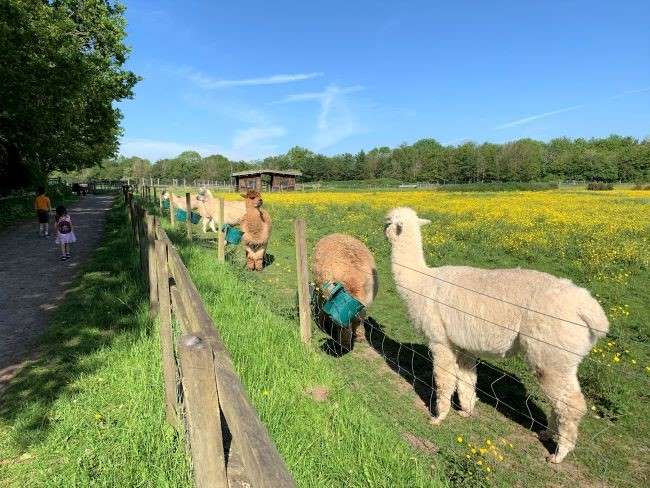 Alpacas farm park surrey