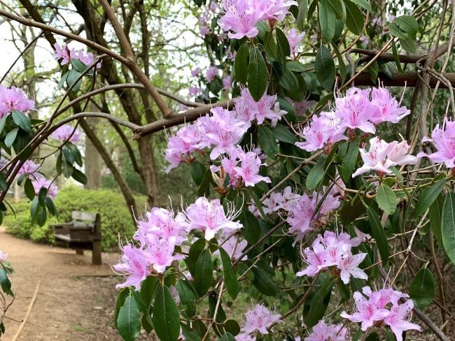 Rhododendrons