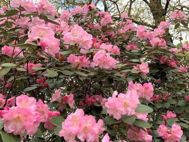 Rhododendrons Isabella Plantation