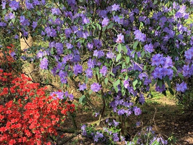 Azaleas and rhododendrons at Isabella Plantation