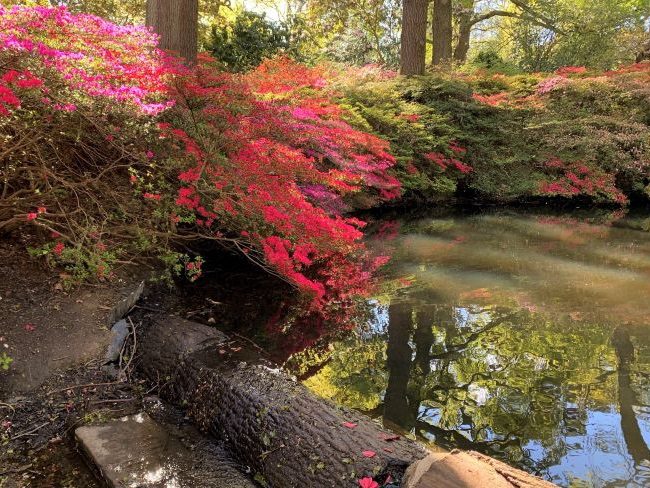 Azaleas at Isabella Plantation