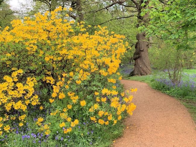 Azalea pontica in Richmond Park