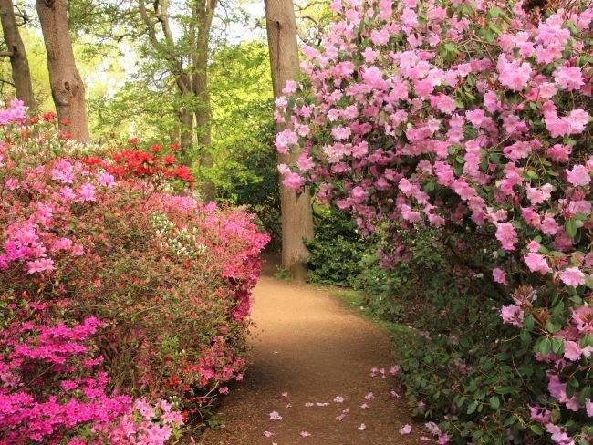 Richmond Park woodland garden