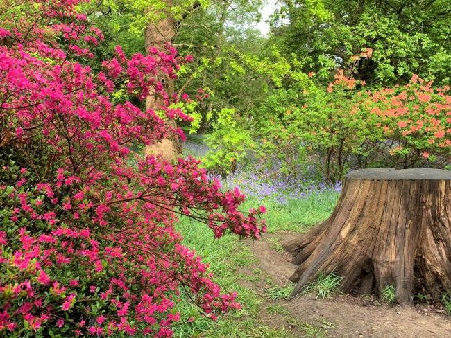 Bluebells at Isabella Plantation