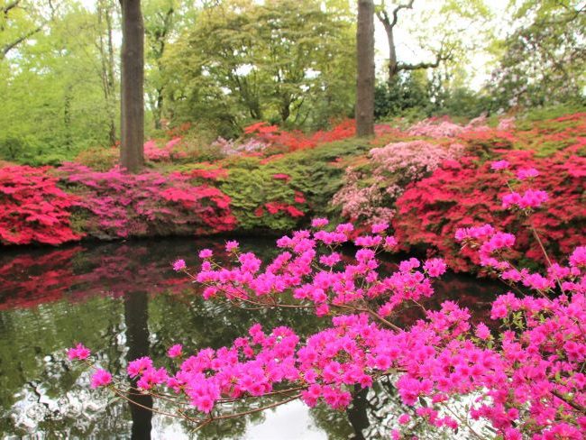 Azaleas at Still Pond