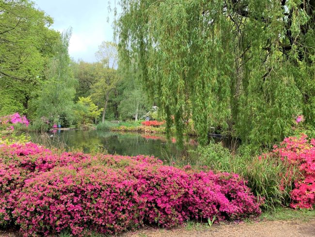 Thomson's Pond Isabella Plantation