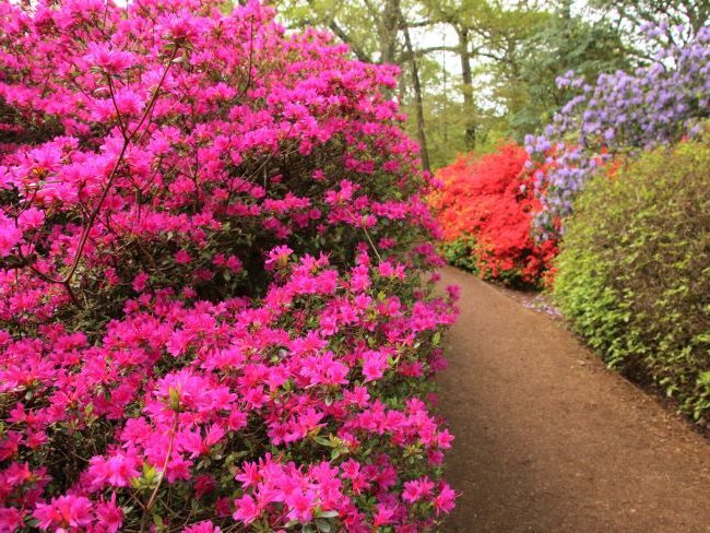 Spring in Isabella Plantation