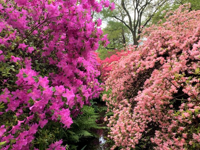 Azaleas Richmond Park