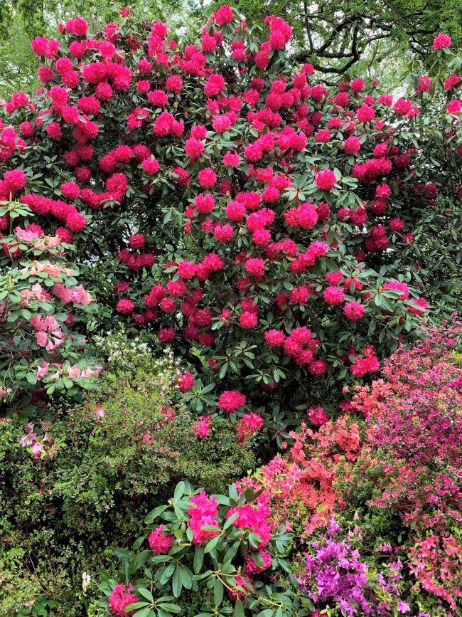 Rhododendrons in Isabella Plantation