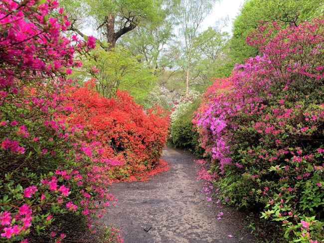 Isabella Plantation Richmond Park