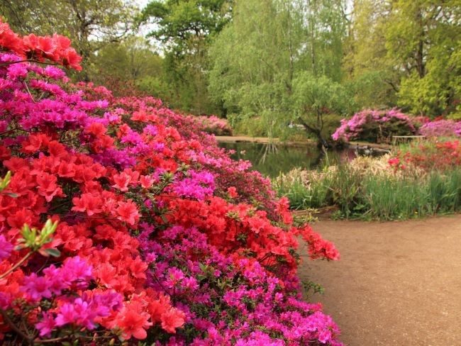 Thomson pond azaleas