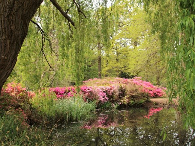 Thomson Pond azaleas