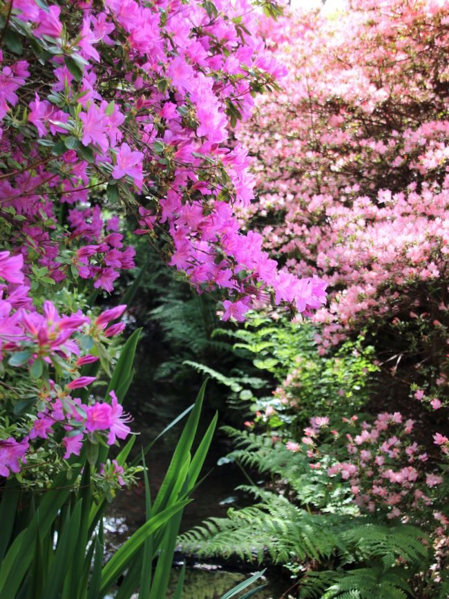 Azaleas along Isabella Plantation streams