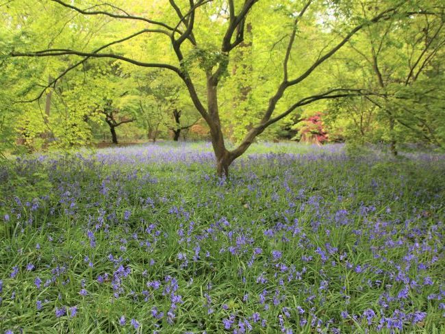 Bluebells at Isabella Plantation