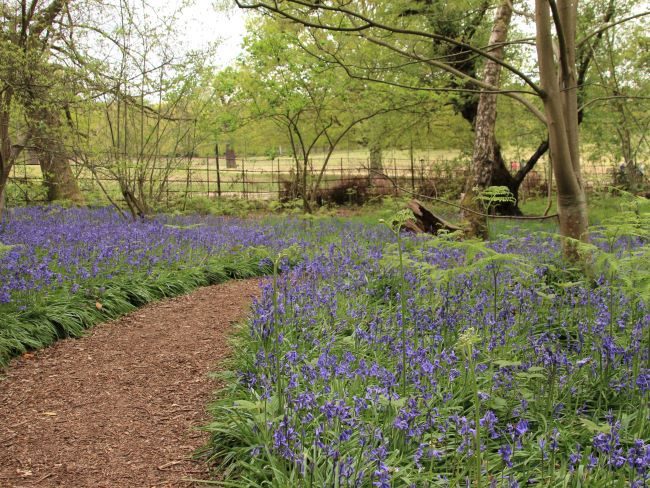 Bluebells at Isabella Plantation