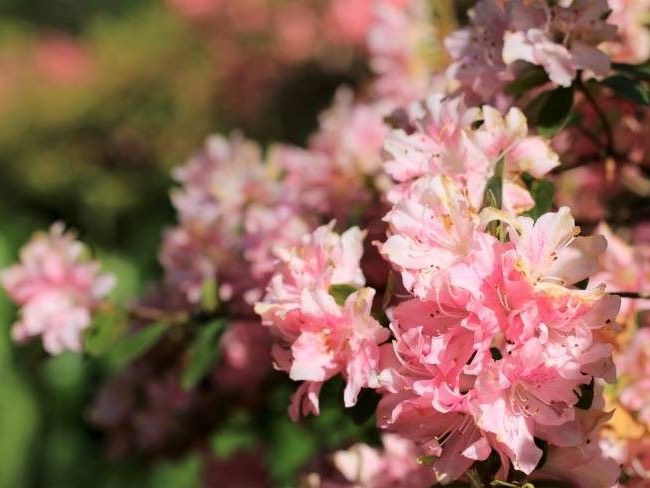 Evergreen Azaleas