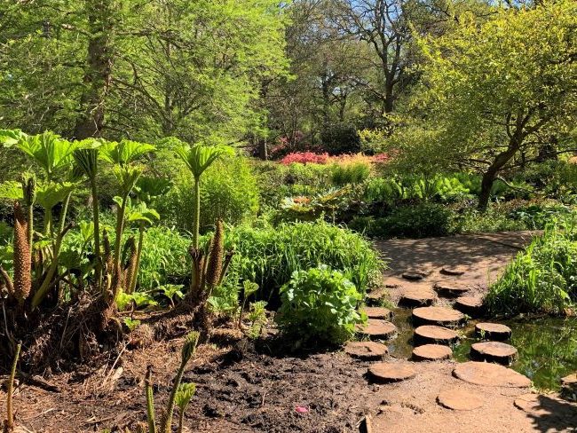 Bog Garden Richmond Park