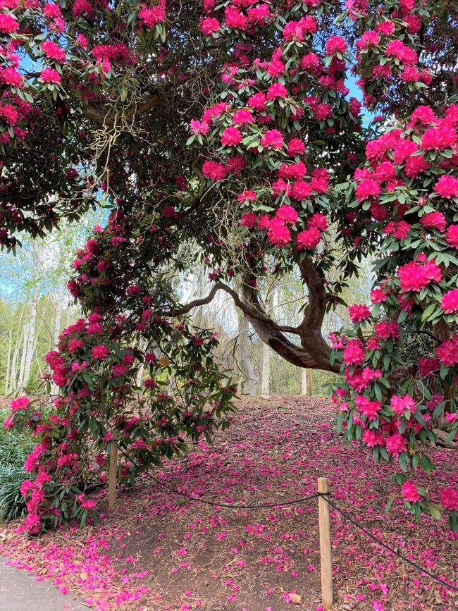 Rhododendron Dell at Kew Gardens