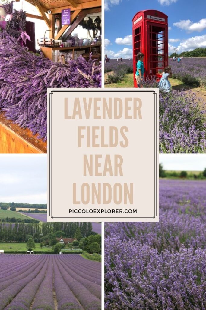 Lavender Fields near London
