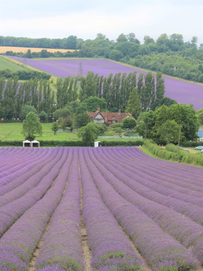 Kent Lavender Farm