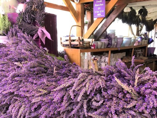 Lavender Bunches at Mayfield Surrey